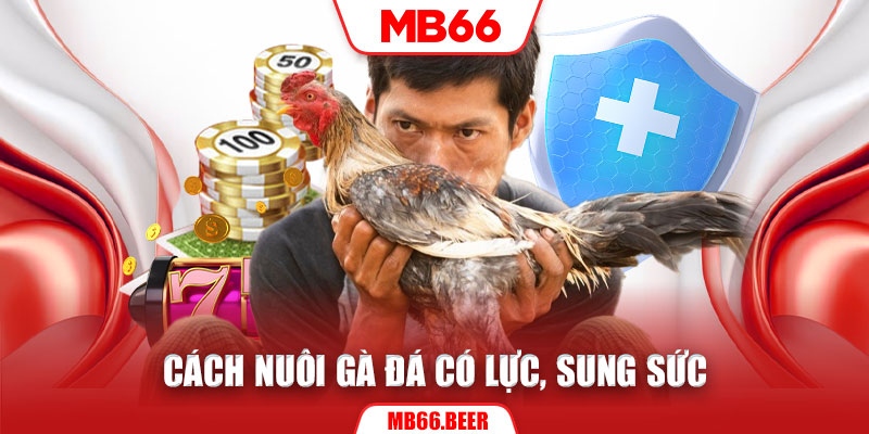 Cách nuôi Gà đá có lực, sung sức