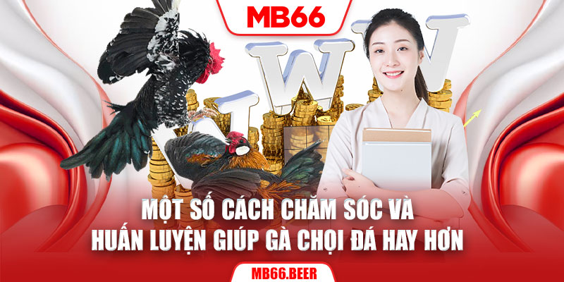 Một số cách chăm sóc và huấn luyện giúp gà chọi đá hay hơn