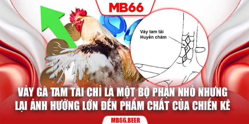 Vảy gà tam tài chỉ là một bộ phận nhỏ nhưng lại ảnh hưởng lớn đến phẩm chất của chiến kê