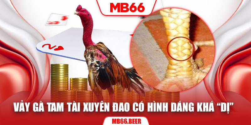 Vảy gà tam tài xuyên đao có hình dáng khá “dị”