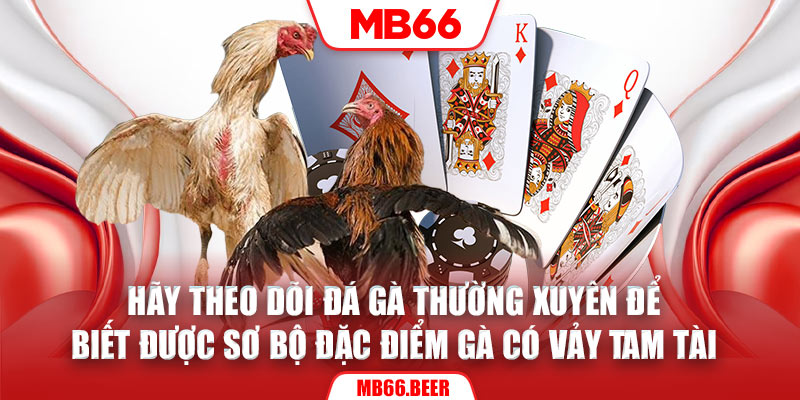 Hãy theo dõi đá gà thường xuyên để biết được sơ bộ đặc điểm gà có vảy tam tài