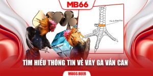 Tìm hiểu thông tin về vảy gà vấn cán