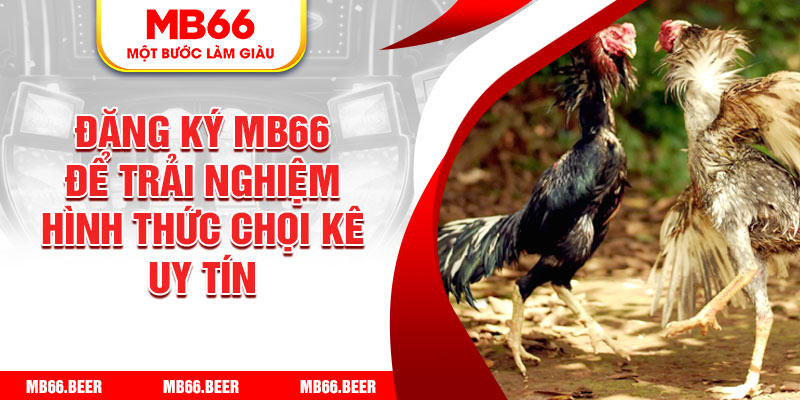 Đăng ký MB66 để trải nghiệm hình thức chọi kê uy tín