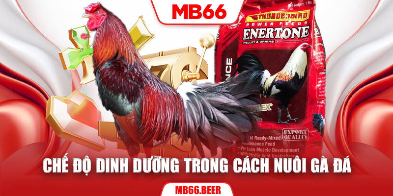 Chế độ dinh dưỡng trong cách nuôi gà đá