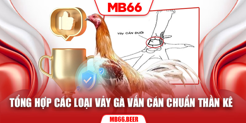 Tổng hợp các loại vảy gà vấn cán chuẩn thần kê