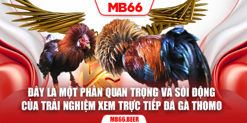 Đây là một phần quan trọng và sôi động của trải nghiệm xem trực tiếp đá gà Thomo