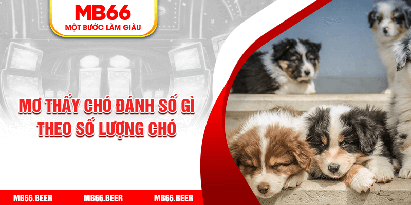 Mơ thấy chó đánh số gì theo số lượng chó