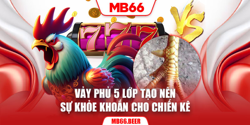 Vảy phủ 5 lớp tạo nên sự khỏe khoắn cho chiến kê