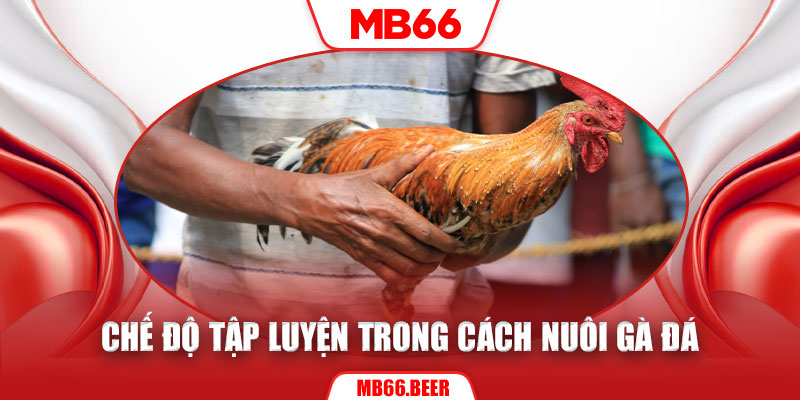 Chế độ tập luyện trong cách nuôi gà đá