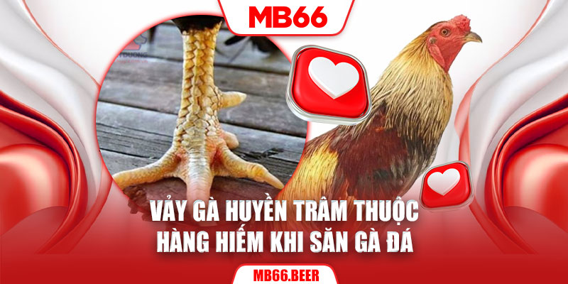 Vảy gà huyền trâm thuộc hàng hiếm khi săn gà đá