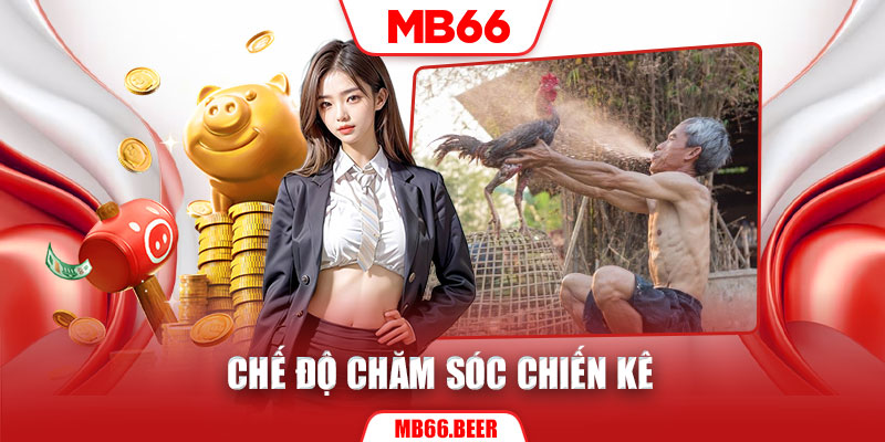 Chế độ chăm sóc chiến kê