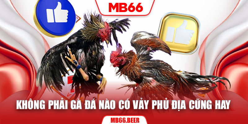 Không phải gà đá nào có vảy phủ địa cũng hay