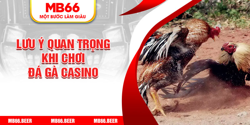 Lưu ý quan trọng khi chơi đá gà casino