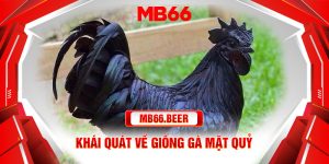 Khái quát về giống gà mặt quỷ