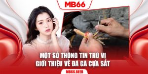 Một số thông tin thú vị giới thiệu về đá gà cựa sắt