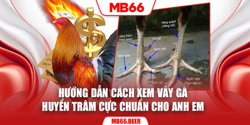 Hướng dẫn cách xem vảy gà huyển trâm cực chuẩn cho anh em