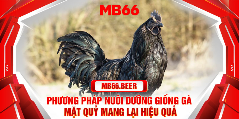 Phương pháp nuôi dưỡng giống gà mặt quỷ mang lại hiệu quả