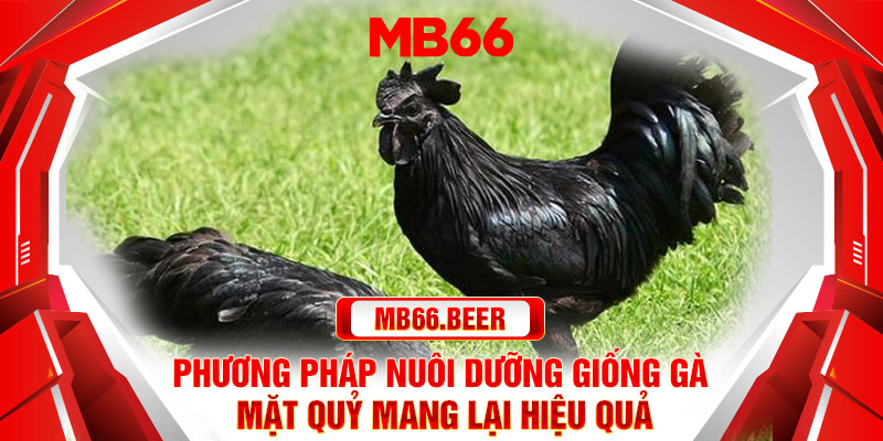 Chế độ dinh dưỡng cho gà đá mặt qủy