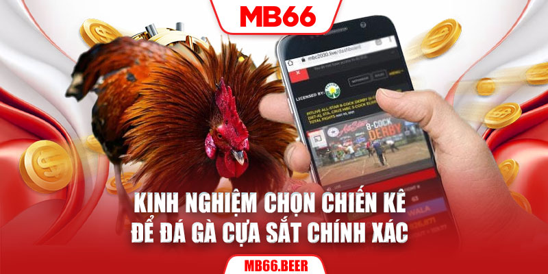 Kinh nghiệm chọn chiến kê để đá gà cựa sắt chính xác