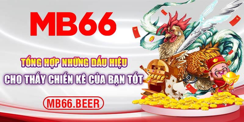 Tổng hợp những dấu hiệu cho thấy chiến kê của bạn tốt